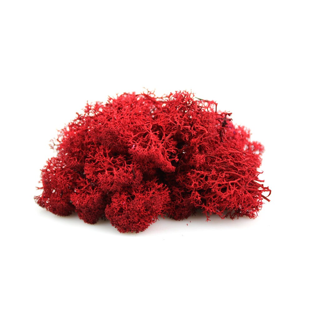  Preserved Moss Reindeer Moss Natural Dried Multicolored Floral  Moss Bulk Moss for Crafts DIY Arts Wall Home Office Terrariums Wedding  Centerpieces Decoration (Vivid Colors,4.63 lb) : Arts, Crafts & Sewing