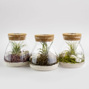 Live Air Plant Terrarium with Display LED Light, White Sand, And Moss Indoor House Plant Gift, Unique Plant Display, Handcrafted Terrarium image 4