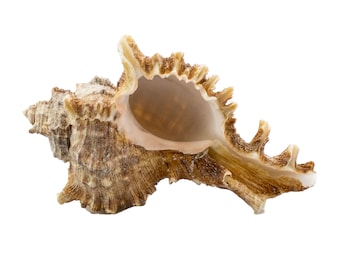 Murex Ramosus "Africana" Hermit Crab Seashells 2" - 3" - Seashell Décor - Ocean Theme - Beach House Décor - Exotic Seashells  - Collectible