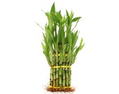 Lucky Bamboo 3 Tier Tower Arrangement With or Without Pot Special Dracaena Sanderiana Arrangement, Home Office Decor, Indoor Plants