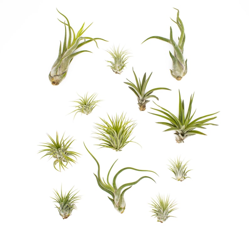 Double Tillandsia Air Plants, Live House Plant, Indoor Low Light Plant, Air Plant and Vase, Bathroom Plants, Air Purifying Plants, Wholesale image 9