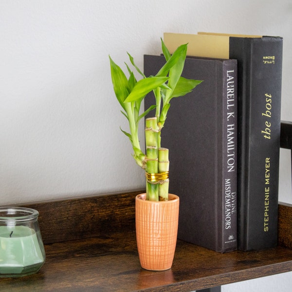 3 Stalk Live Lucky Bamboo Arrangement in Mini Color Ceramic Vase - Colorful Poterry, Indoor House Plants, Feng Shui, Lucky Plant, Houseplant