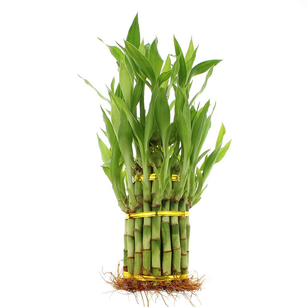 Lucky Bamboo Plant 3 Tier Tower Arrangement With or Etsy