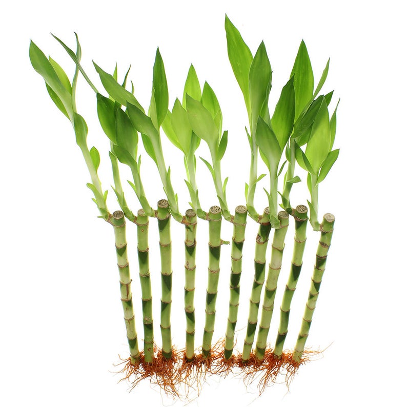 Lucky Bamboo 12 Inch Bundle of 10 20 or 100 Straight Stalks - Etsy
