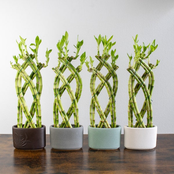 Live Braided Lucky Bamboo Arrangement with Colorful Ceramic Pot - Indoor House Plant for Good Luck, Feng Shui, and Zen Gardens, Pottery