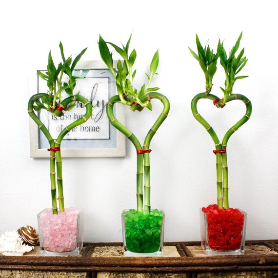 Lucky Bamboo Heart Shaped 8 Glass Vase Live Fresh Etsy