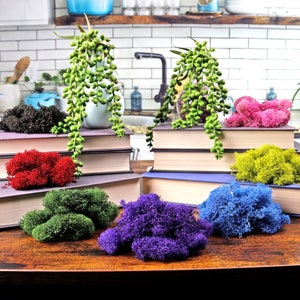 May include: Assortment of preserved moss in various colors, including green, red, blue, purple, yellow, and black. The moss is displayed on stacks of books with green and white succulent plants in pots.