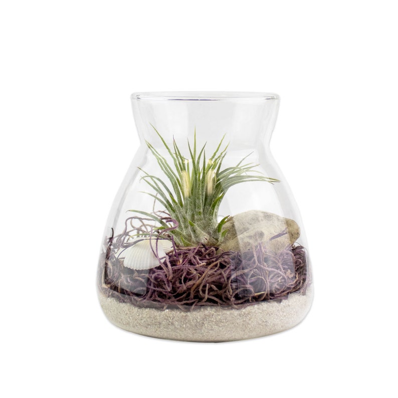 Live Air Plant Terrarium with Display LED Light, White Sand, And Moss Indoor House Plant Gift, Unique Plant Display, Handcrafted Terrarium Purple Moss