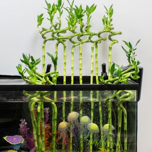Multiple lucky bamboo spiral stalks in a fish tank.