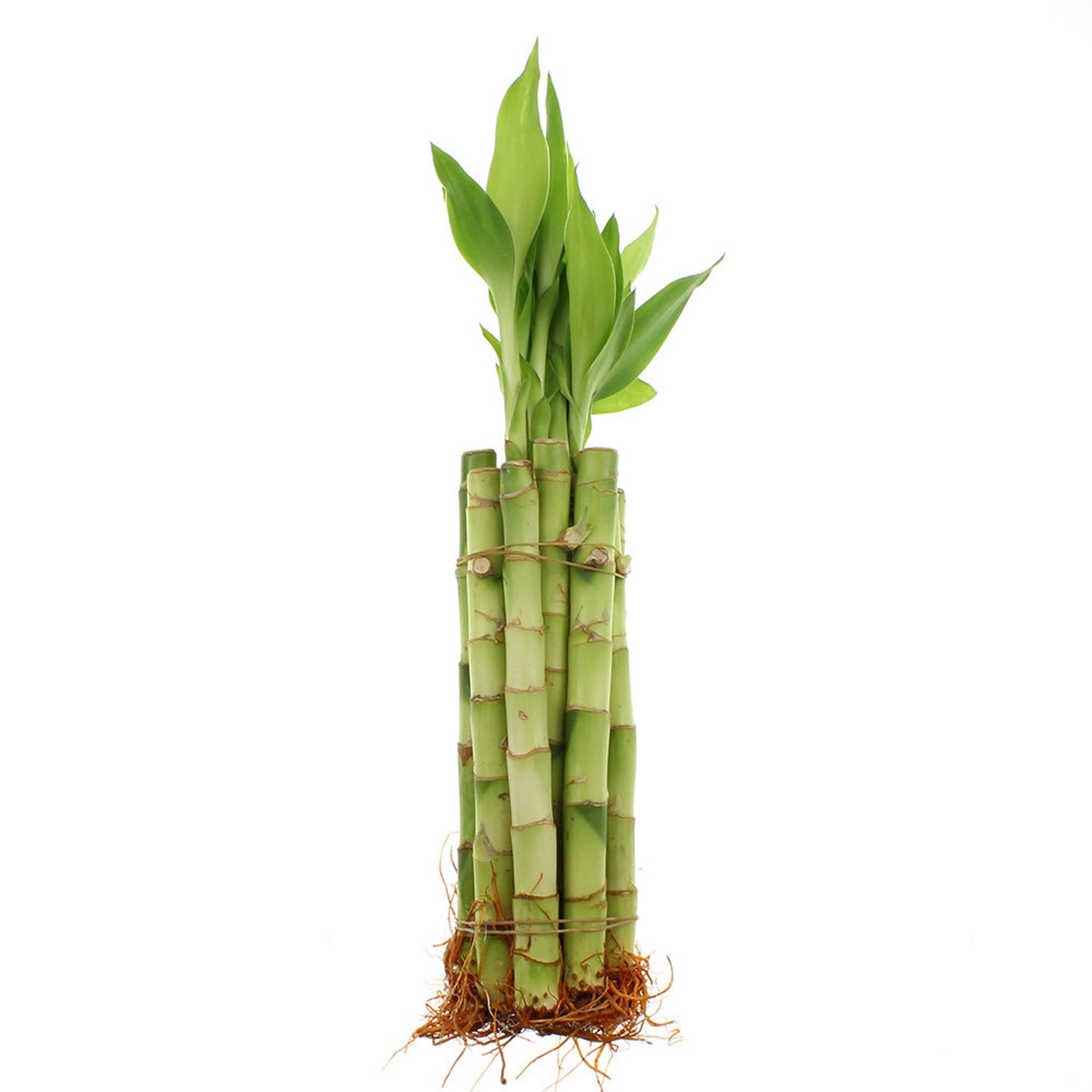 Биг бамбук big bamboo vip. Бамбук лаки Бамба. Бамбук Лакки (прямой) d5. Бамбук верхушка. Бамбук растение.