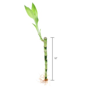 One single stalk of 12 inches lucky bamboo plant.