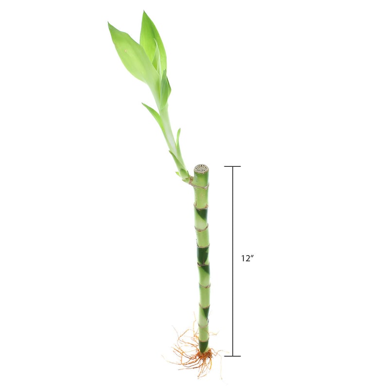 One single stalk of 12 inches lucky bamboo plant.