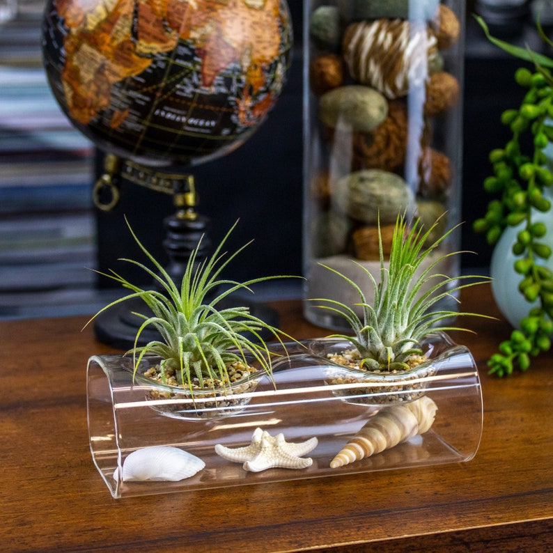 Double Tillandsia Air Plants, Live House Plant, Indoor Low Light Plant, Air Plant and Vase, Bathroom Plants, Air Purifying Plants, Wholesale image 1