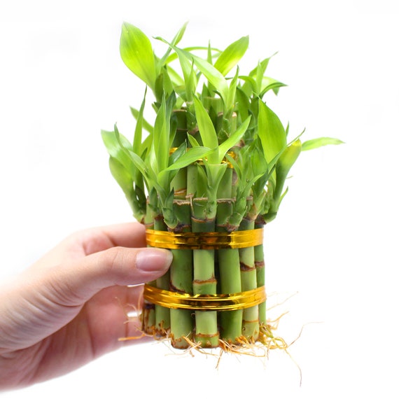 money tree planter Braided Money Tree 4 inches indoor plant in Woven Planter Basket  NEEPA HUT