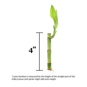 1 single stalk of a green lucky bamboo with its measure of 4".