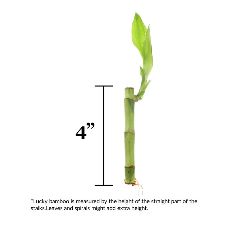 1 single stalk of a green lucky bamboo with its measure of 4".