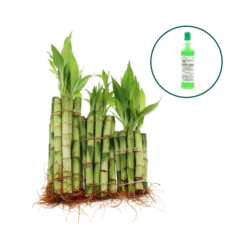 Wholesale Lucky Bamboo Plant Bundle of 30 Straight Stalks + Free Bottle of Super Green Fertilizer - Home or Office Decor - Live indoor Plant