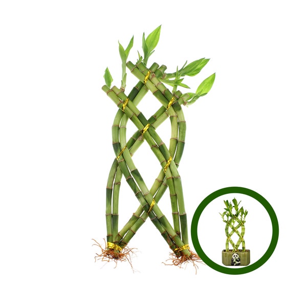 Braided Lucky Bamboo Plant, 8 Stalk Trellis Bamboo, Indoor Lucky Bamboo, Home or Office Live Plant, Lucky Bamboo Indoor - NW Wholesaler