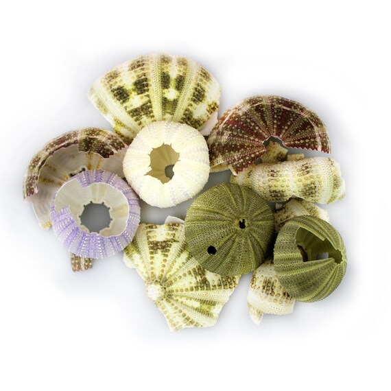 Broken Mixed Sea Urchin Shells 2 Oz Purple Urchingreen Etsy