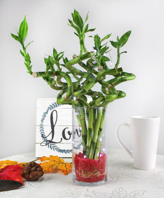 Live Home or Office Decor Live Lucky Bamboo 12 Spirals Indoor Plants