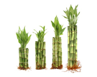 Live Lucky Bamboo Plants 4", 6", 8" and 12"  Straight Bamboo Steams - Bundles of 10, 20, 50, and 100 Stalks - Indoor Lucky Bamboo, Feng Shui