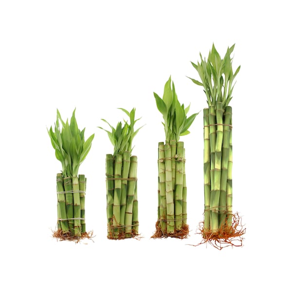 Live Lucky Bamboo Plants 4", 6", 8" and 12"  Straight Bamboo Steams - Bundles of 10, 20, 50, and 100 Stalks - Indoor Lucky Bamboo, Feng Shui