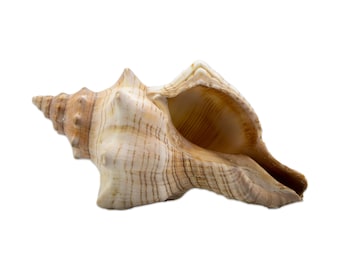 Horse Conch Exotic Seashell 4-5" - Home Décor Shells - Beach House Décor, Ocean Seashells - Natural Seashells - Art and Craft - Collectible