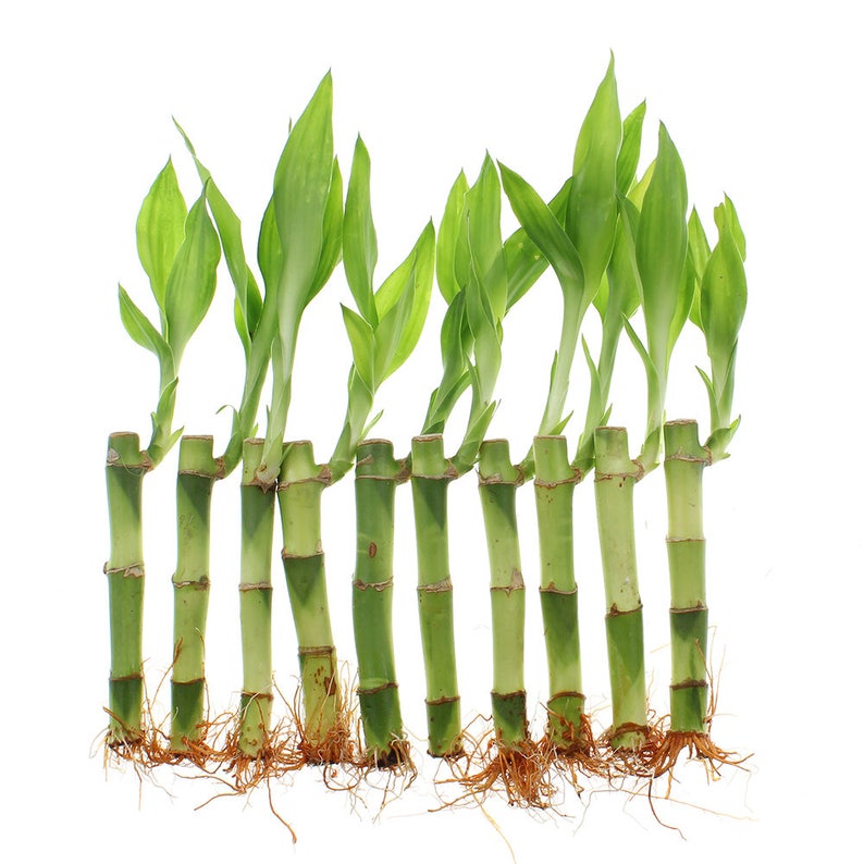 4 Lucky Bamboo Plant Straight Bamboo Stalks Home or Etsy