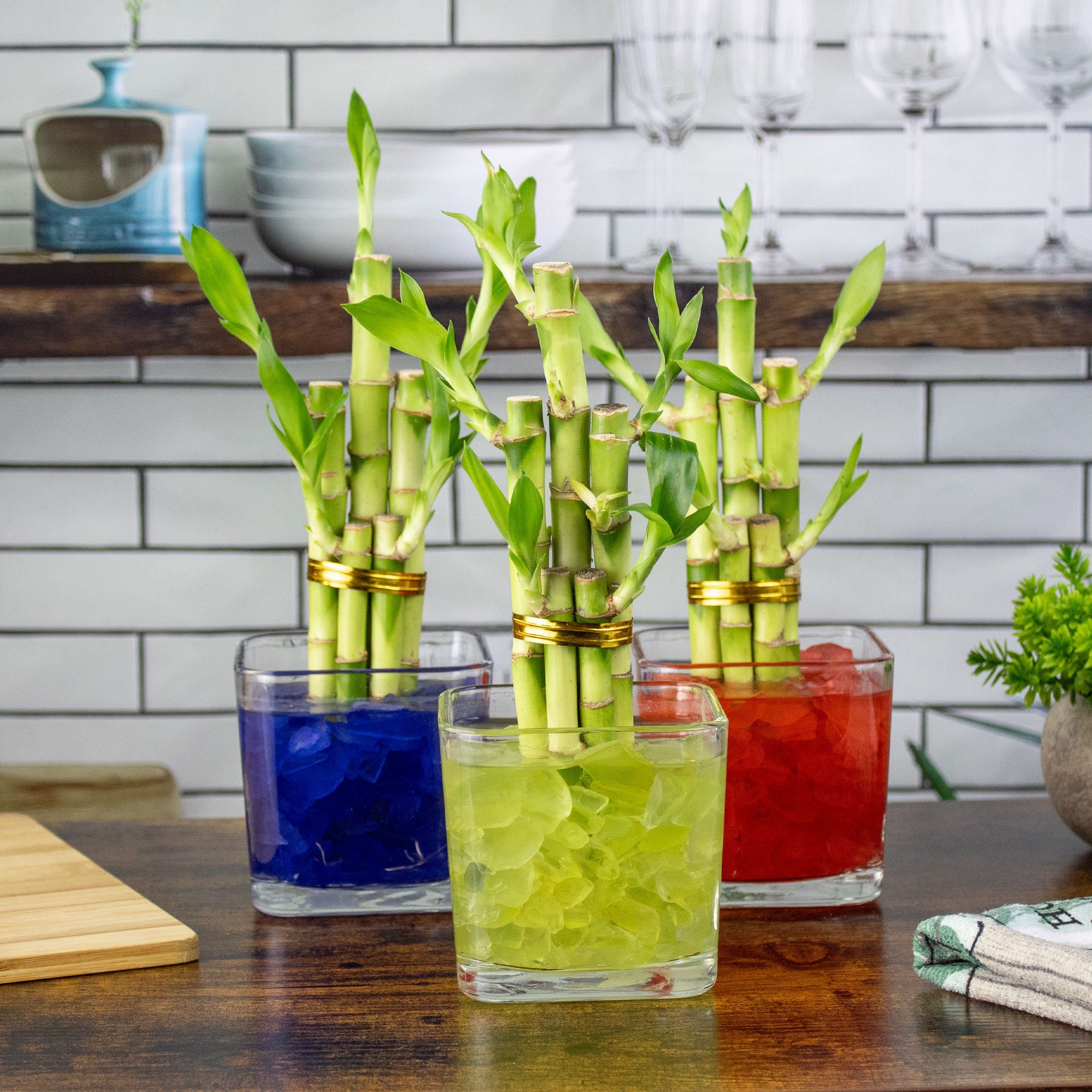 5-Stalk Lucky Bamboo Plant in Square Glass Vase with Colored Sea Glass Rocks