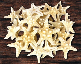 Natural Knobby Starfish - For Terrariums, Arts & Crafts, DIY, Home, Office, Indoor Outdoor Beach Decor