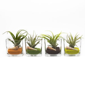 May include: Four glass terrariums with air plants, each containing a different colored sand and a seashell. The terrariums are arranged in a row from left to right, with the orange sand terrarium on the left, followed by the green sand terrarium, the brown sand terrarium, and the yellow sand terrarium on the right.