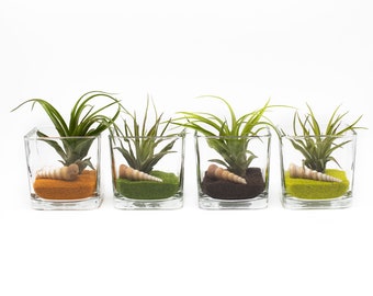Live Air Plant Terrarium – Colorful Sand & Seashell, 3.5” Square Glass