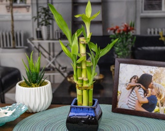 5-Stalk Lucky Bamboo Arrangement and Black Pot - 2 Styles to Choose - Lucky Plant - Chinese Bamboo - Plant Gifts - Easy to Care Plant