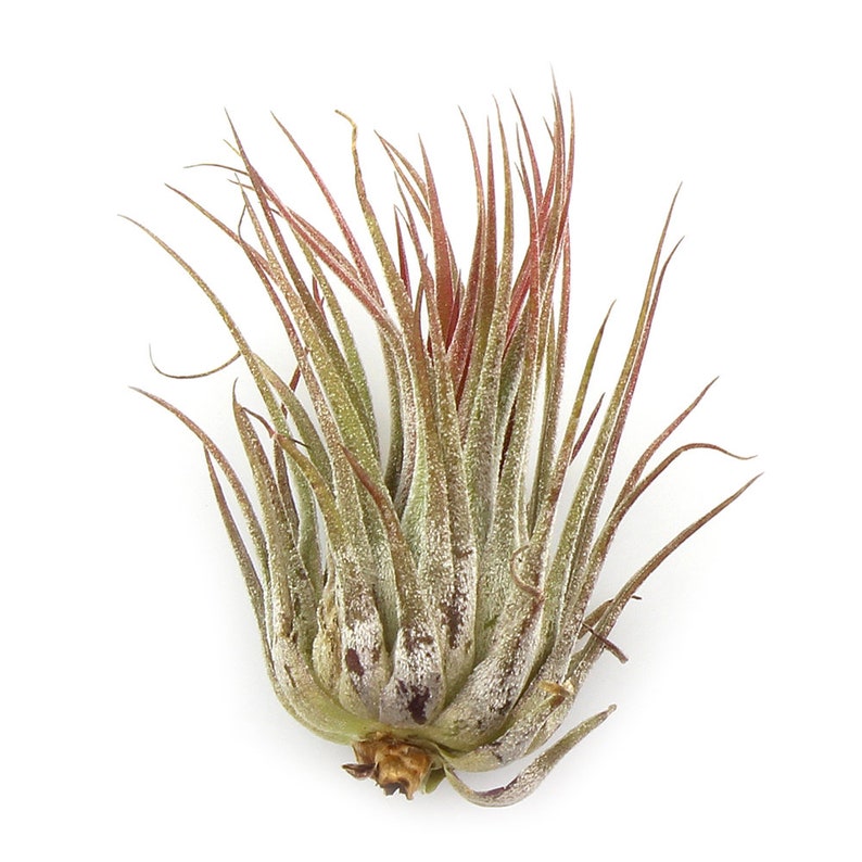 Hermit Crab Air Plant Arrangement With Murex Shell Exotic Etsy