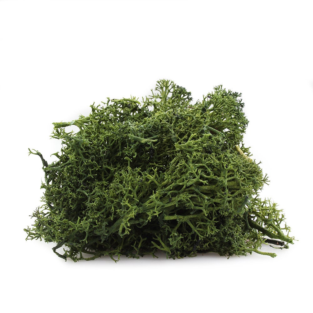 Natural Preserved Moss – Moss Acres