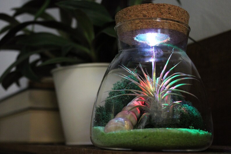 Live Tillandsia Air Plant Glass Lighted Terrarium Led Lights Etsy