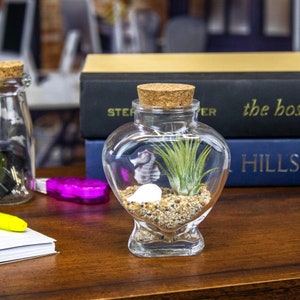 Sparkling Sea Life Miniature Air Plant Terrarium - Air Plant Arrangement - Miniature Terrarium - Desk Arrangement - Complete Kit