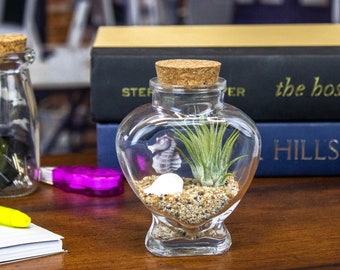 Sparkling Sea Life Miniature Air Plant Terrarium - Air Plant Arrangement - Miniature Terrarium - Desk Arrangement - Complete Kit