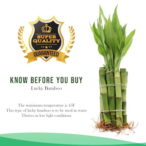 May include: A bunch of green lucky bamboo plants in a clear glass vase. The plants are tied together with a brown string. The minimum temperature for these plants is 45 degrees Fahrenheit. This type of lucky bamboo is to be used in water and thrives in low light conditions.