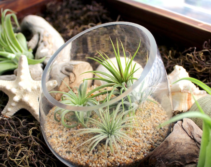 3 Live Air Plants Terrarium Kit in a Slant Glass Bowl and Colorful Floral Sand, Indoor Live Plant Terrarium, Fall Color Terrarium