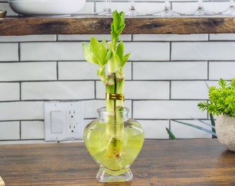 3 Stalk Live Indoor Lucky Bamboo Arrangement in Glass Heart Vase & Chartreuse Colored Sea Glass, Lucky Plant, Indoor Houseplant, Feng Shui