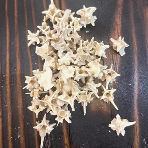 May include: A collection of small, off-white vertebrae, possibly animal bones, scattered on a dark wooden surface. The bones have a detailed, natural appearance, with various shapes and sizes.