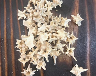 20 Real Rattlesnake Vertebrae