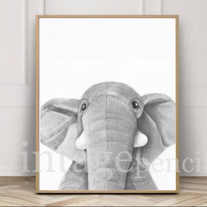 May include: A black and white pencil drawing of an elephant's face. The elephant is looking directly at the viewer with its large ears and trunk visible.