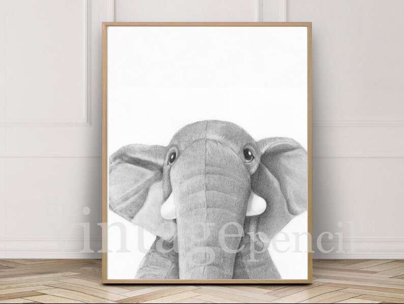 May include: A black and white pencil drawing of an elephant's face. The elephant is looking directly at the viewer with its large ears and trunk visible.