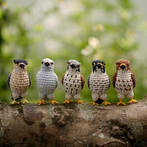 May include: Five small, handcrafted crochet birds standing in a row. Each bird features distinct yarn colors including shades of brown, gray, white, and black, with small yellow feet and dark eyes, showcasing intricate stitch patterns and textures.