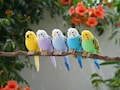 Crochet Budgie Amigurumi: Handmade Stuffed Bird - Bird Lover Gift product logo