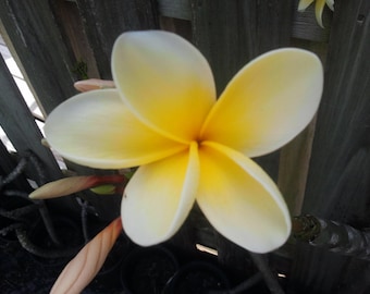 Plumeria Frangipani Esquejes Amarillos Fragante Tropical 8+ pulgadas 1-2 Punta
