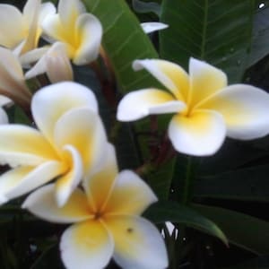 Plumeria Frangipani Yellow/White  Cutting Fragrant Tropical 8+ inches 1-2 Tip