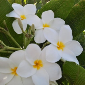 Plumeria Frangipani White Cuttings Fragrant Tropical 8+ inches 1-2 Tip